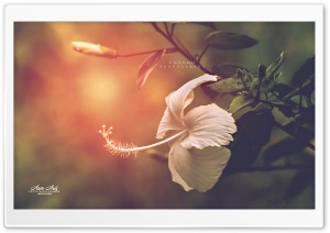 White China Rose Ultra HD Wallpaper for 4K UHD Widescreen desktop, tablet & smartphone