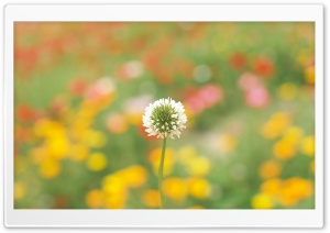 White Clover Ultra HD Wallpaper for 4K UHD Widescreen desktop, tablet & smartphone