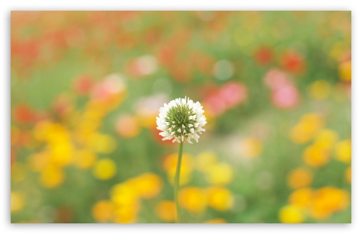 White Clover UltraHD Wallpaper for Wide 16:10 5:3 Widescreen WHXGA WQXGA WUXGA WXGA WGA ; 8K UHD TV 16:9 Ultra High Definition 2160p 1440p 1080p 900p 720p ; Standard 4:3 5:4 3:2 Fullscreen UXGA XGA SVGA QSXGA SXGA DVGA HVGA HQVGA ( Apple PowerBook G4 iPhone 4 3G 3GS iPod Touch ) ; Tablet 1:1 ; iPad 1/2/Mini ; Mobile 4:3 5:3 3:2 16:9 5:4 - UXGA XGA SVGA WGA DVGA HVGA HQVGA ( Apple PowerBook G4 iPhone 4 3G 3GS iPod Touch ) 2160p 1440p 1080p 900p 720p QSXGA SXGA ; Dual 16:10 5:3 16:9 4:3 5:4 WHXGA WQXGA WUXGA WXGA WGA 2160p 1440p 1080p 900p 720p UXGA XGA SVGA QSXGA SXGA ;