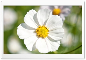 White Cosmos Flower Closeup Ultra HD Wallpaper for 4K UHD Widescreen desktop, tablet & smartphone