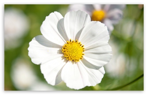 White Cosmos Flower Closeup UltraHD Wallpaper for 8K UHD TV 16:9 Ultra High Definition 2160p 1440p 1080p 900p 720p ; Widescreen 16:10 5:3 WHXGA WQXGA WUXGA WXGA WGA ; Fullscreen 4:3 5:4 3:2 UXGA XGA SVGA QSXGA SXGA DVGA HVGA HQVGA ( Apple PowerBook G4 iPhone 4 3G 3GS iPod Touch ) ; Tablet 1:1 ; Mobile 3:5 3:4 - ;