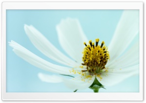 White Cosmos Flower Macro Ultra HD Wallpaper for 4K UHD Widescreen desktop, tablet & smartphone
