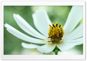 White Cosmos Flower Macro, Green Background Ultra HD Wallpaper for 4K UHD Widescreen desktop, tablet & smartphone