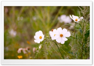White Cosmos Flowers Ultra HD Wallpaper for 4K UHD Widescreen desktop, tablet & smartphone