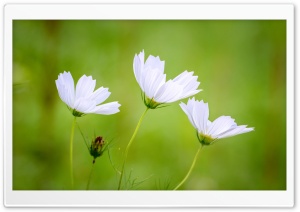 White Cosmos Flowers, Green Blurry Background Ultra HD Wallpaper for 4K UHD Widescreen desktop, tablet & smartphone