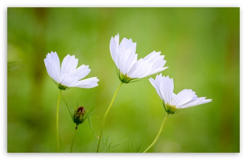 White Cosmos Flowers, Green Blurry Background UltraHD Wallpaper for UHD 16:9 2160p 1440p 1080p 900p 720p ; 8K UHD TV 16:9 Ultra High Definition 2160p 1440p 1080p 900p 720p ; UltraWide 21:9 24:10 ; Widescreen 16:10 5:3 WHXGA WQXGA WUXGA WXGA WGA ; Fullscreen 4:3 5:4 3:2 UXGA XGA SVGA QSXGA SXGA DVGA HVGA HQVGA ( Apple PowerBook G4 iPhone 4 3G 3GS iPod Touch ) ; Tablet 1:1 ;