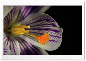White Crocus Flower Ultra HD Wallpaper for 4K UHD Widescreen desktop, tablet & smartphone
