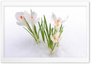 White Crocus in the Snow Ultra HD Wallpaper for 4K UHD Widescreen desktop, tablet & smartphone