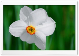 White Daffodil Ultra HD Wallpaper for 4K UHD Widescreen desktop, tablet & smartphone