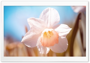 White Daffodil Flower Macro Ultra HD Wallpaper for 4K UHD Widescreen desktop, tablet & smartphone