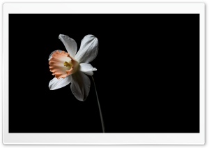 White Daffodil in Dramatic Contrast 4K UHD Wallpaper for Widescreen and UltraWide Desktop, UltraHD TV, Smartphone, Tablet