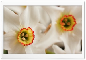 White Daffodil Macro Ultra HD Wallpaper for 4K UHD Widescreen desktop, tablet & smartphone