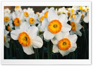 White Daffodils Ultra HD Wallpaper for 4K UHD Widescreen desktop, tablet & smartphone