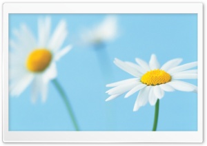 White Daisies Ultra HD Wallpaper for 4K UHD Widescreen desktop, tablet & smartphone