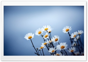 White Daisies Flowers Ultra HD Wallpaper for 4K UHD Widescreen desktop, tablet & smartphone