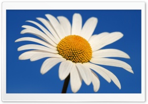 White Daisy Against A Blue Sky Ultra HD Wallpaper for 4K UHD Widescreen desktop, tablet & smartphone