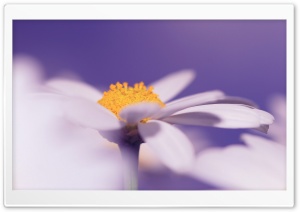 White Daisy Flower, Purple Background Ultra HD Wallpaper for 4K UHD Widescreen desktop, tablet & smartphone