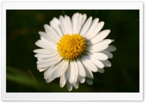 White Daisy Macro Ultra HD Wallpaper for 4K UHD Widescreen desktop, tablet & smartphone