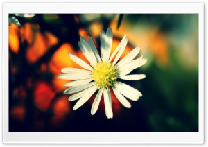 White Daisy Petals Ultra HD Wallpaper for 4K UHD Widescreen desktop, tablet & smartphone