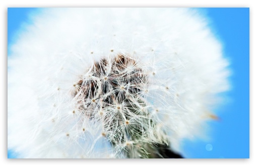 White Dandelion UltraHD Wallpaper for HD 16:9 ; Widescreen 16:10 5:3 ; Fullscreen 4:3 3:2 ;