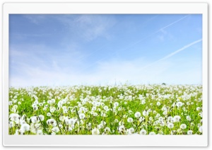 White Dandelions Field Ultra HD Wallpaper for 4K UHD Widescreen desktop, tablet & smartphone