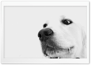 White Dog, Winter Ultra HD Wallpaper for 4K UHD Widescreen desktop, tablet & smartphone