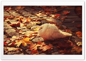 White Dove Autumn Ultra HD Wallpaper for 4K UHD Widescreen desktop, tablet & smartphone