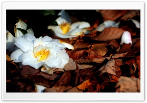 White Fallen Flowers Ultra HD Wallpaper for 4K UHD Widescreen desktop, tablet & smartphone