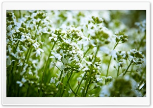 White Field Flowers Ultra HD Wallpaper for 4K UHD Widescreen desktop, tablet & smartphone