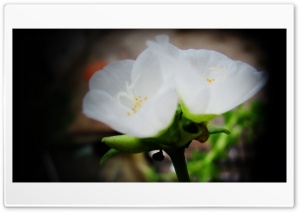 white flower Ultra HD Wallpaper for 4K UHD Widescreen desktop, tablet & smartphone