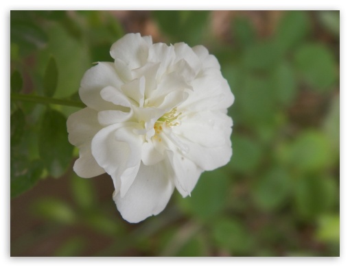 White Flower UltraHD Wallpaper for Fullscreen 4:3 ;