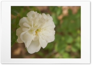 White Flower 4K UHD Wallpaper for Widescreen and UltraWide Desktop, UltraHD TV, Smartphone, Tablet