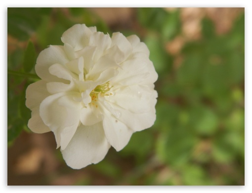 White Flower UltraHD Wallpaper for Fullscreen 4:3 ;