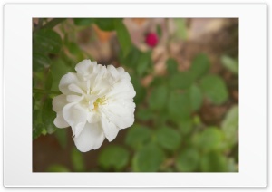 White Flower 4K UHD Wallpaper for Widescreen and UltraWide Desktop, UltraHD TV, Smartphone, Tablet