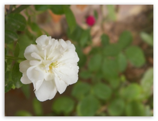 White Flower UltraHD Wallpaper for Fullscreen 4:3 ;