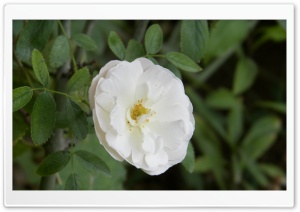 White Flower 4K UHD Wallpaper for Widescreen and UltraWide Desktop, UltraHD TV, Smartphone, Tablet