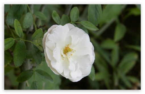 White Flower UltraHD Wallpaper for Widescreen 16:10 ; Fullscreen 4:3 ;