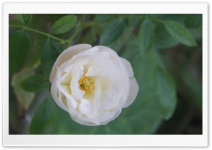 White Flower 4K UHD Wallpaper for Widescreen and UltraWide Desktop, UltraHD TV, Smartphone, Tablet