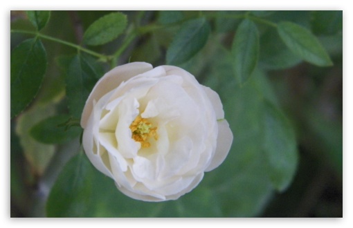 White Flower UltraHD Wallpaper for Widescreen 16:10 ; Fullscreen 4:3 ;
