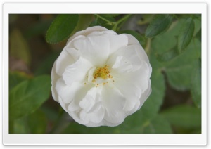 White Flower 4K UHD Wallpaper for Widescreen and UltraWide Desktop, UltraHD TV, Smartphone, Tablet