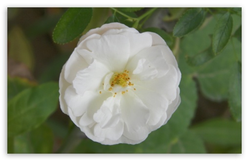 White Flower UltraHD Wallpaper for Widescreen 16:10 ; Fullscreen 4:3 ;