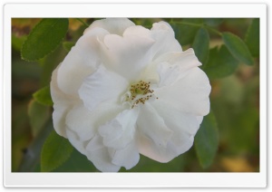 White Flower 4K UHD Wallpaper for Widescreen and UltraWide Desktop, UltraHD TV, Smartphone, Tablet