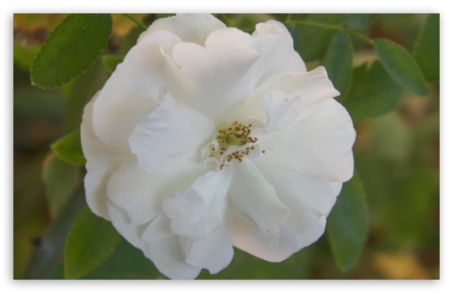 White Flower UltraHD Wallpaper for Widescreen 16:10 ; Fullscreen 4:3 ;