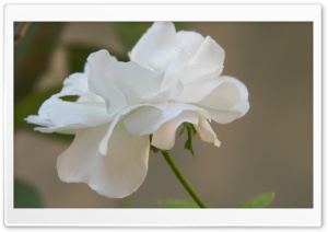 White Flower 4K UHD Wallpaper for Widescreen and UltraWide Desktop, UltraHD TV, Smartphone, Tablet