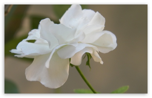 White Flower UltraHD Wallpaper for UHD 16:9 ; HD 16:9 ; Widescreen 16:10 5:3 ; Fullscreen 4:3 ;