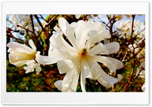 White Flower 4K UHD Wallpaper for Widescreen and UltraWide Desktop, UltraHD TV, Smartphone, Tablet