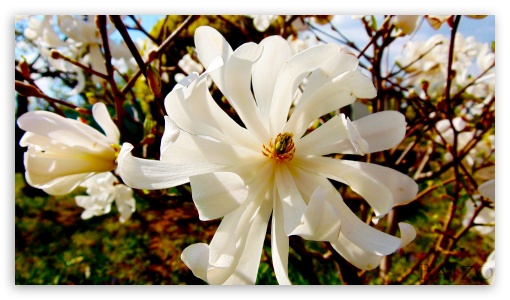 White Flower UltraHD Wallpaper for HD 16:9 ;