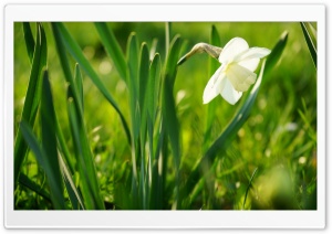 White Flower Ultra HD Wallpaper for 4K UHD Widescreen desktop, tablet & smartphone