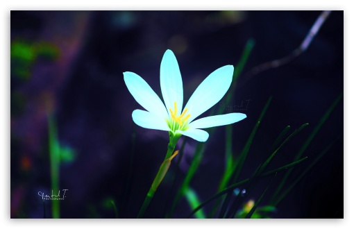 White Flower UltraHD Wallpaper for UHD 16:9 ; HD 16:9 ; Widescreen 16:10 5:3 ; Fullscreen 4:3 5:4 3:2 ; Tablet 1:1 ; Mobile 3:5 3:4 ; Dual 4:3 5:4 ;