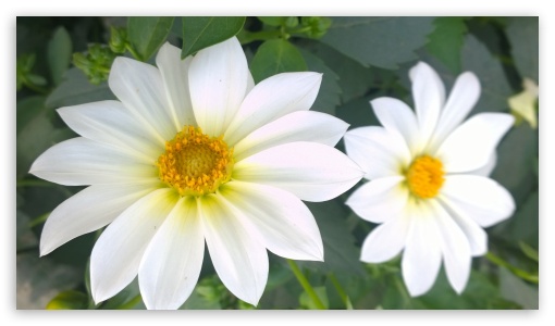 White Flower UltraHD Wallpaper for HD 16:9 ;